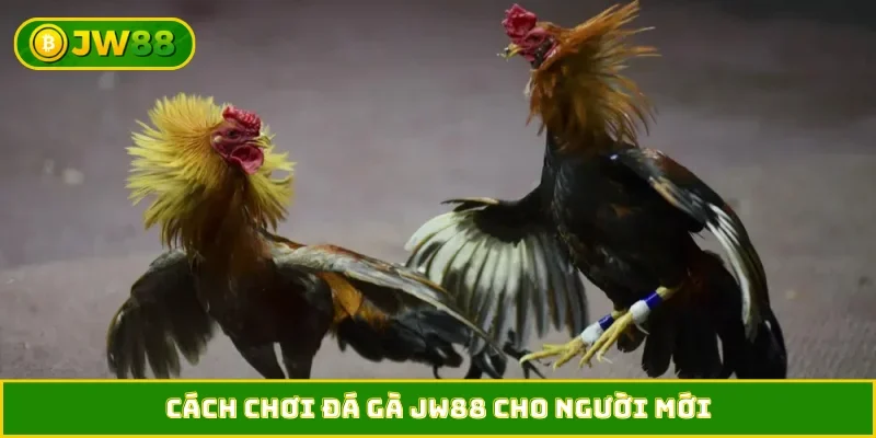 Cách chơi đá gà JW88 cho người mới